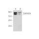 GATAD2A Antibody (G-9) - Western Blotting - Image 333630