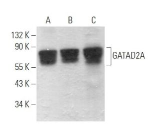 GATAD2A Antibody (G-9) - Western Blotting - Image 371243 