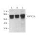 GATAD2A Antibody (G-9) - Western Blotting - Image 371243 