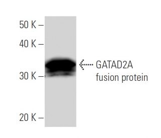 GATAD2A Antibody (p66aF11A7) - Western Blotting - Image 16665