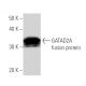 GATAD2A Antibody (p66aF11A7) - Western Blotting - Image 16665