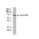 GATAD2B Antibody (ZZ-9) - Western Blotting - Image 34419