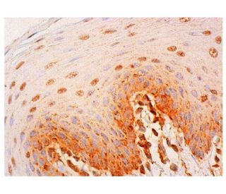 GATSL3 Antibody (A-6) - Immunohistochemistry - Image 324334 