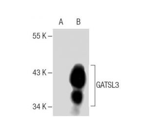 GATSL3 Antibody (C-3) - Western Blotting - Image 283893 