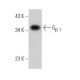 Gβ 1 Antibody (B-3) - Western Blotting - Image 368023