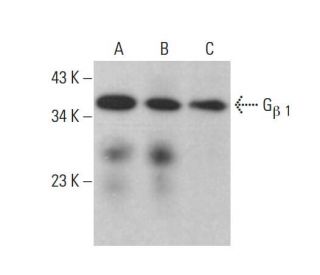 G<sub>&beta; 1</sub> Antibody (B-3) - Western Blotting - Image 376473 