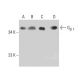 Gβ 1 Antibody (B-3) - Western Blotting - Image 386866 