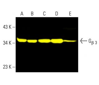 western blotting image from recommended G&beta; 3 (G-5) monoclonal antibody replacement. Image 402214