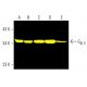 western blotting image from recommended Gβ 3 (G-5) monoclonal antibody replacement. Image 402214