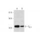 Gβ 3 Antibody (G-5) - Western Blotting - Image 299238 