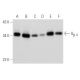 This polyclonal antibody has been discontinued. See our recommended <a href="gbeta-4-antibody-f-3">G<sub>β</sub><sub> 4 </sub> (F-3)</a> monoclonal antibody (sample data shown). western blotting image from recommended Gβ 4 (F-3) monoclonal antibody replacement. Image 354827