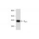 Gβ 5 Antibody (F-5) - Western Blotting - Image 144798