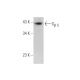 Gβ 5 Antibody (F-5) - Western Blotting - Image 346498 