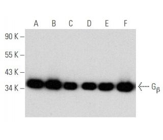 G<sub>&beta;</sub><sub> Antibody (</sub>C-8) - Western Blotting - Image 354706 