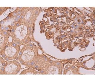 Gβ Antibody (H-1) | SCBT - Santa Cruz Biotechnology