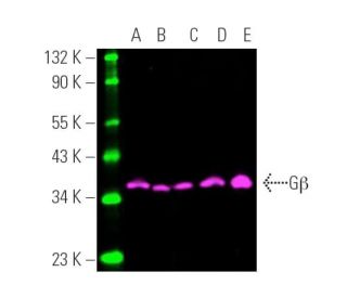 Gβ Antibody (H-1) | SCBT - Santa Cruz Biotechnology