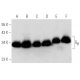 western blotting image from recommended Gβ  (H-1) monoclonal antibody replacement. Image 354708