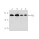 GβL Antibody (E-9) - Western Blotting - Image 333664 