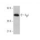 GβL Antibody (E-9) - Western Blotting - Image 371989