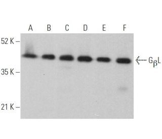 G<sub>&beta;</sub>L Antibody (E-9) - Western Blotting - Image 372000 