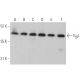 GβL Antibody (E-9) - Western Blotting - Image 372000 