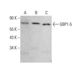 GBP1-5 Antibody (G-12) - Western Blotting - Image 381075The Double Nickase Plasmid features a U6 promoter for sgRNA expression, a 20 nt targeting sequence, and a gRNA scaffold to guide Cas9n. It includes a CBh promoter for Cas9n (D10A) and puromycin resistance, GFP for transfection verification, and nuclear localization signals (NLS). The 2A peptide allows co-expression of Cas9n and Puro from a single promoter, enabling precise genome editing with reduced off-target effects.