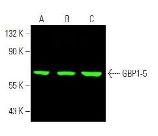 GBP1-5 Antibody (G-12) - Western Blotting - Image 397427