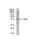 GBX2 Antibody (BB-9) - Western Blotting - Image 33613