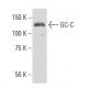 GC-C Antibody (537) - Western Blotting - Image 33676