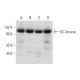 GC kinase Antibody (A-10) - Western Blotting - Image 312019 