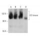 GC kinase Antibody (A-10) - Western Blotting - Image 367447