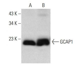 GCAP1 Antibody (C-1) - Western Blotting - Image 376113 