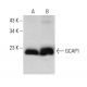 GCAP1 Antibody (C-1) - Western Blotting - Image 376113 