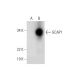 GCAP1 Antibody (E-5) - Western Blotting - Image 289027