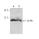 GCAP1 Antibody (E-5) - Western Blotting - Image 376115 