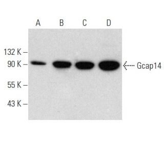 Gcap14 Antibody (C-4) - Western Blotting - Image 354420 