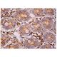 GCAP2 Antibody (B-8) - Immunohistochemistry - Image 159991 