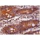 GCAP2 Antibody (G-10) - Immunohistochemistry - Image 158572 