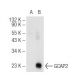 GCAP2 Antibody (G-10) - Western Blotting - Image 68244