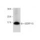 GCDFP-15 Antibody (C-12) - Western Blotting - Image 281862 