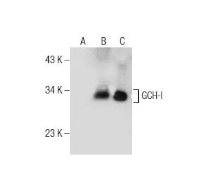 western blotting image from recommended GCH-I (G-8) monoclonal antibody replacement. Image 155702