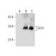 western blotting image from recommended GCH-I (G-8) monoclonal antibody replacement. Image 155702