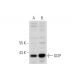 GCIP Antibody (C-9) - Western Blotting - Image 320933 