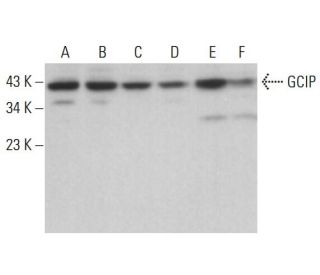 GCIP Antibody (C-9) - Western Blotting - Image 376232 
