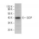 GCIP Antibody (C-9) - Western Blotting - Image 376226