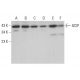 GCIP Antibody (C-9) - Western Blotting - Image 376232 