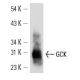 GCK Antibody (G-5) - Western Blotting - Image 13498