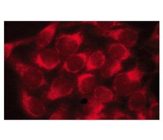 immunofluorescence image from recommended GCK (G-6) monoclonal antibody replacement. Image 134177