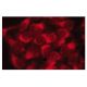 immunofluorescence image from recommended GCK (G-6) monoclonal antibody replacement. Image 134177