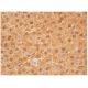 GCKR Antibody (B-9) - Immunohistochemistry - Image 284826 